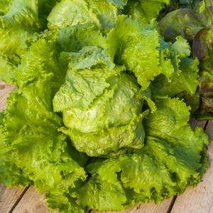 Laitue Batavia de Pierre Bénite - Légumes d'Autrefois